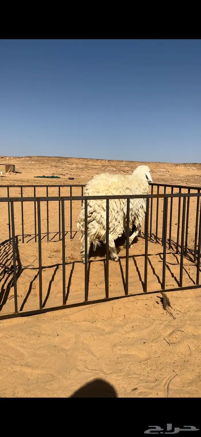 خروف حري صنف مشروط 3