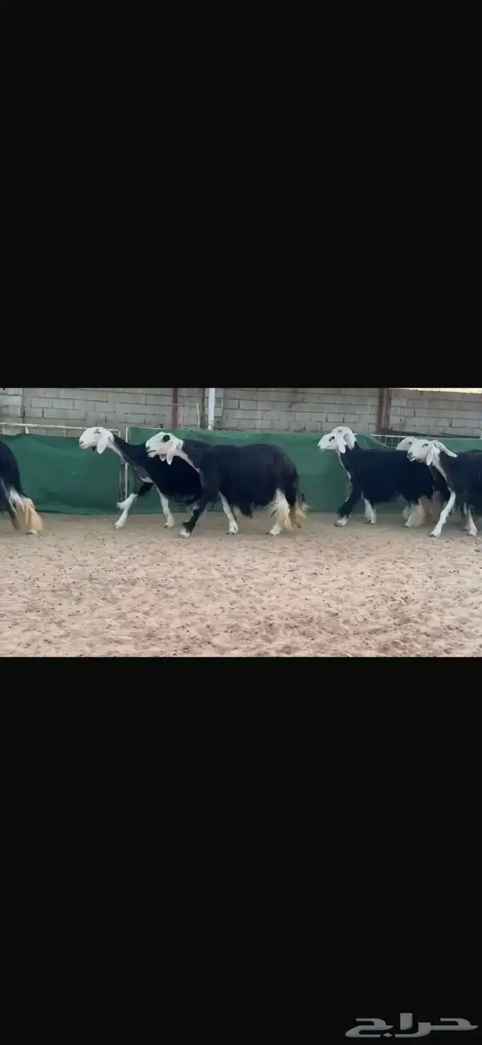 عرض بيع شياه نجد فواخر 1
