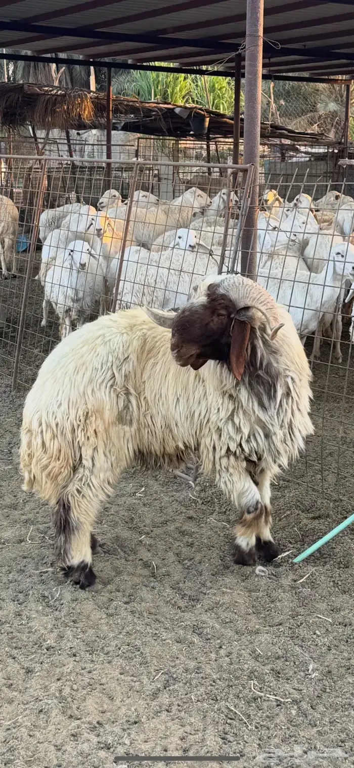 فحل نعيمي صنف 0