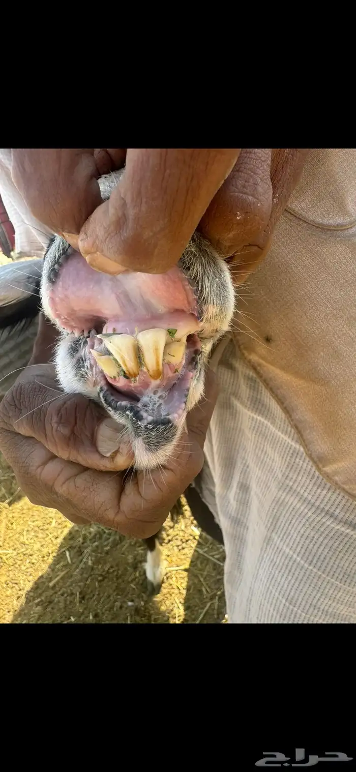 نجدية متاوم 2