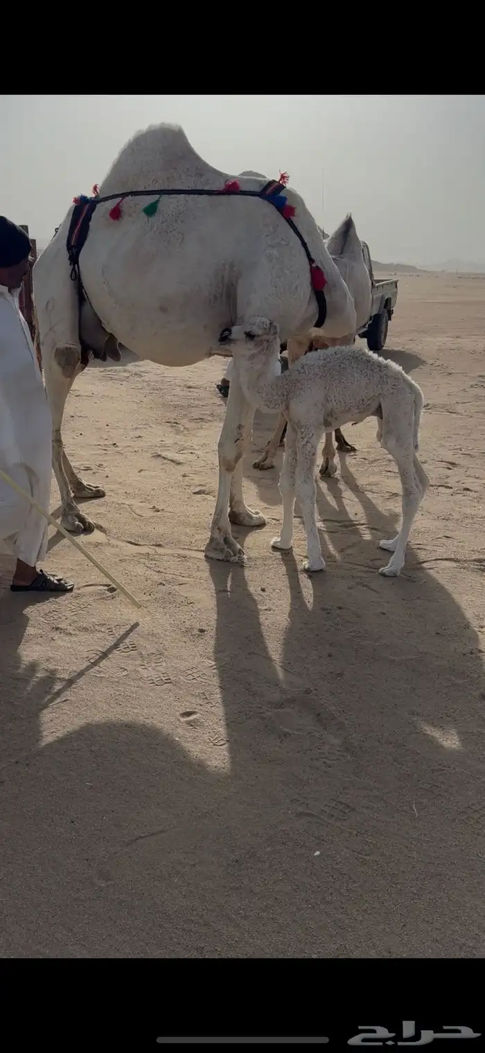 خلفه وضحا حليبها سطل وهديه وع جميع الشروط 11