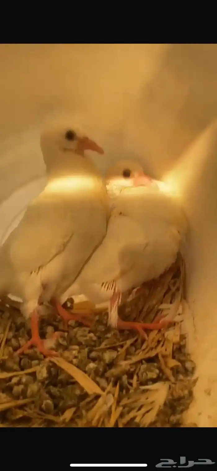 حمام فرنسي 0