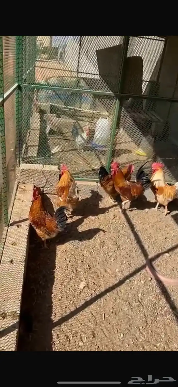 ديكة المانية وفرنسية 0