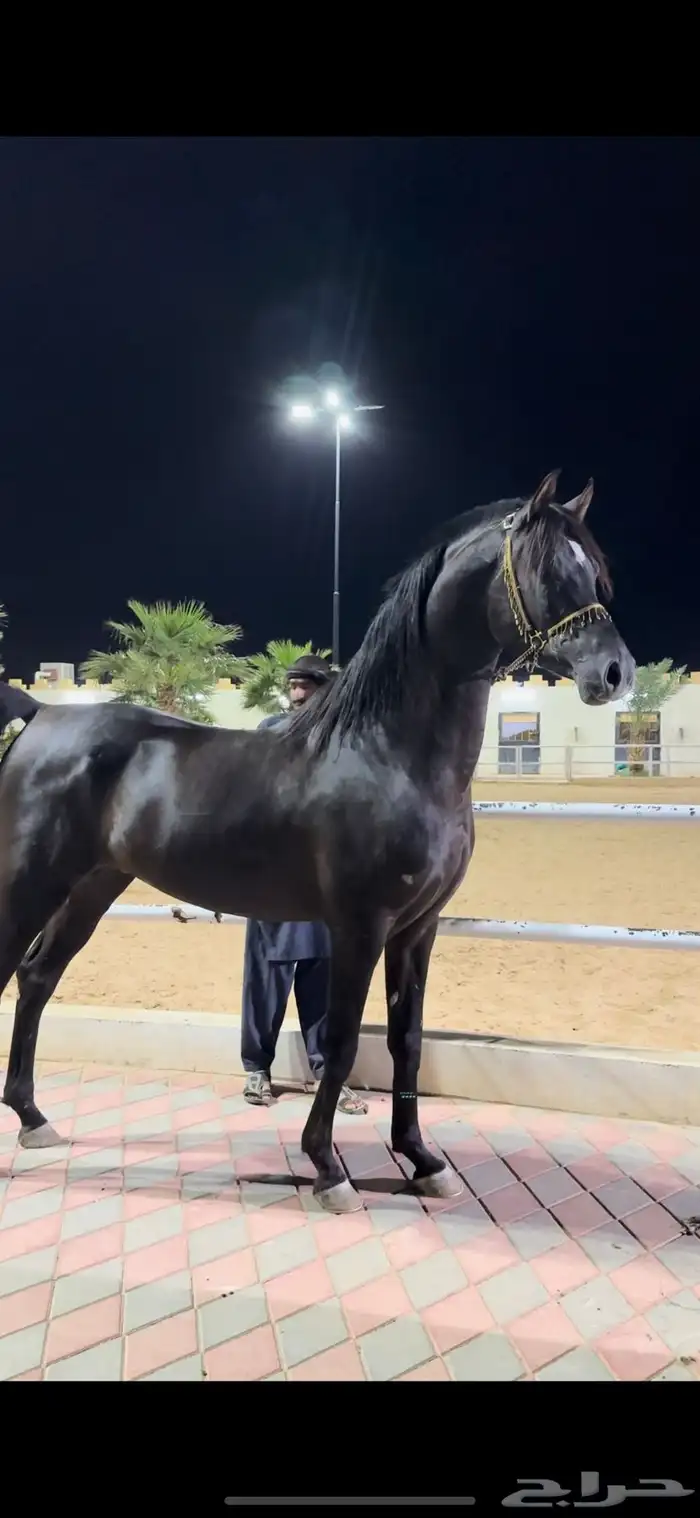 فحل واهو عالمي 3