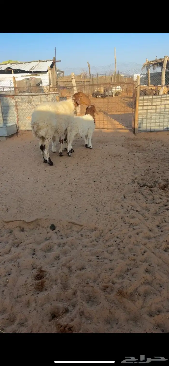 للبيع شاهه نعيميه متاوم 1