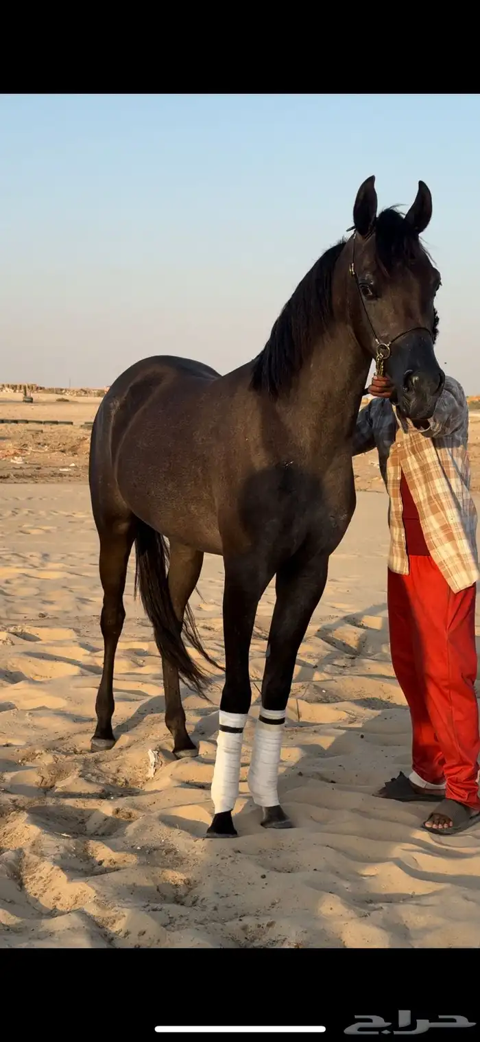 مهره واهو جمال للبيع 4