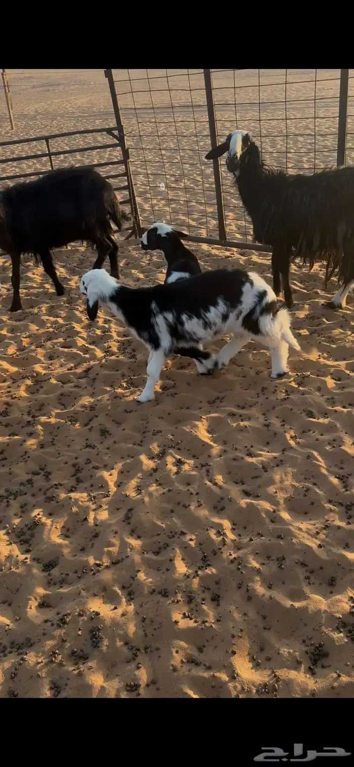 نجد متابيع 4