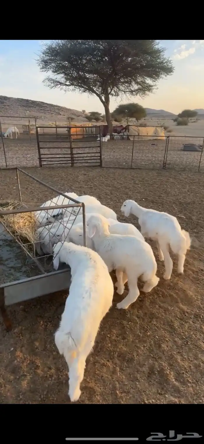 بهم حري السوم 900 3