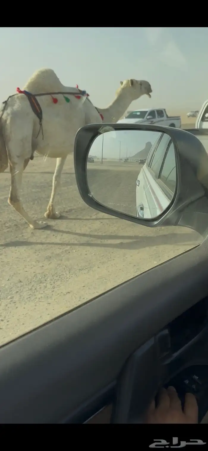 خلفه وضحا حليبها سطل وهديه وع جميع الشروط 3