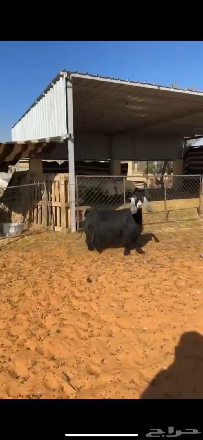 عنز حايل غرض الثلاجه بريه ظهرها فوق الوسط وهي جبره وسمين 1