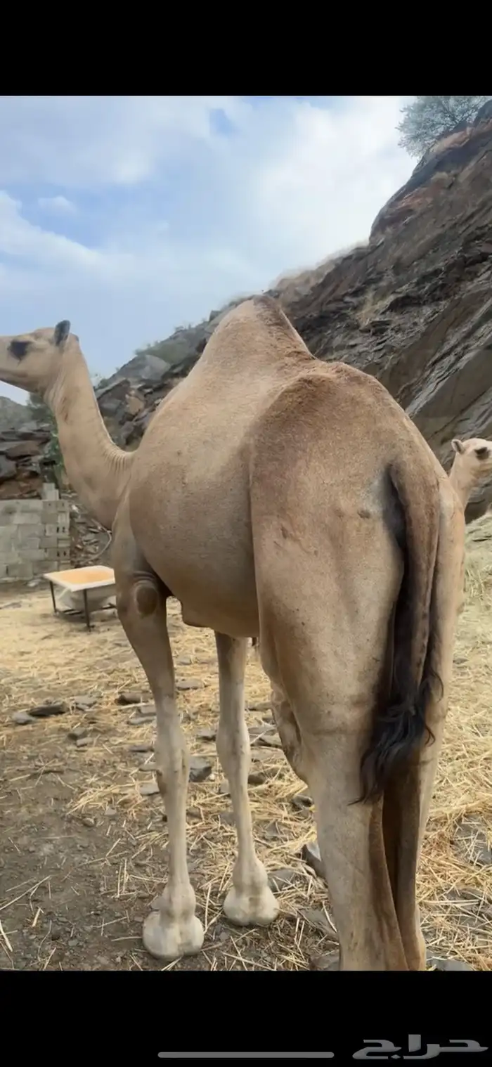 ناقة (عوادي) 2