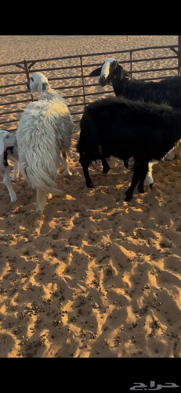 نجد متابيع 2