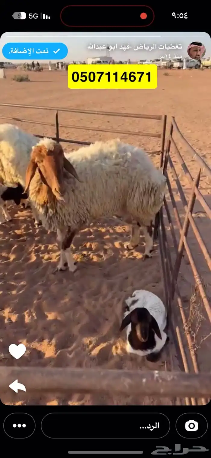 رغايث نعيم 0