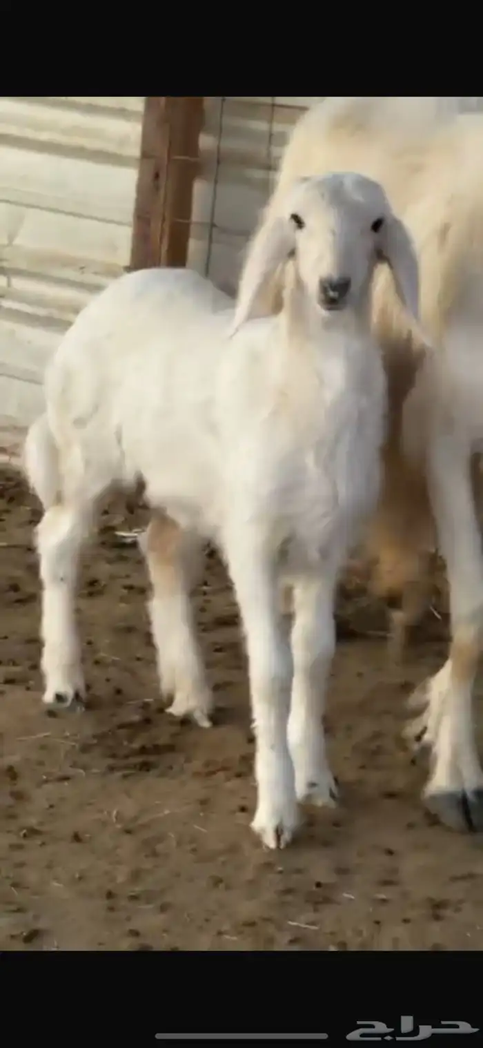 شاه طيبه تحتها رخل كفو 1