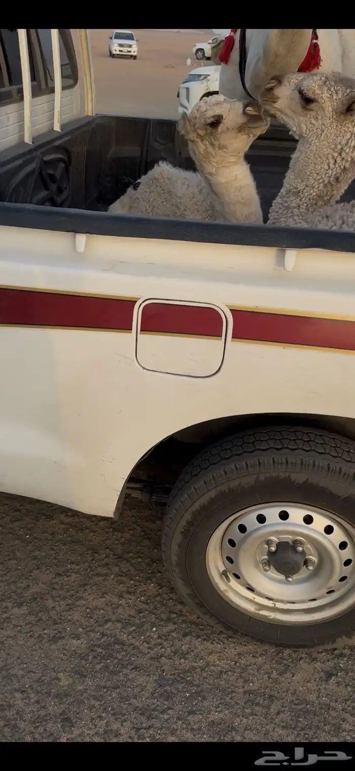 خلفه وضحا حليبها سطل وهديه وع جميع الشروط 19