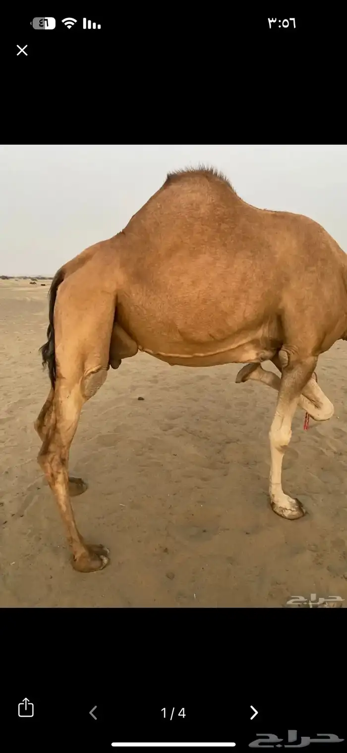 اللي يخبرلي ناقه مموت ولا خفوت 0