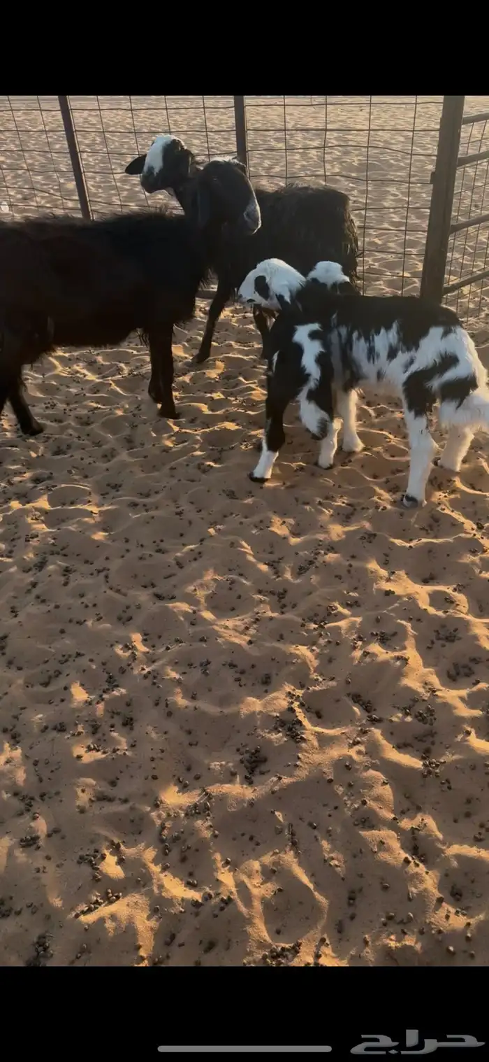 نجد متابيع 3