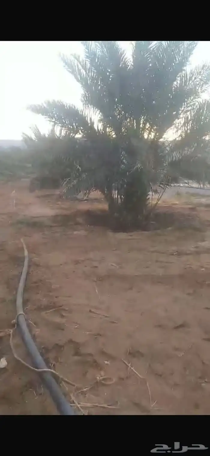 مزرعة للإيجار 0