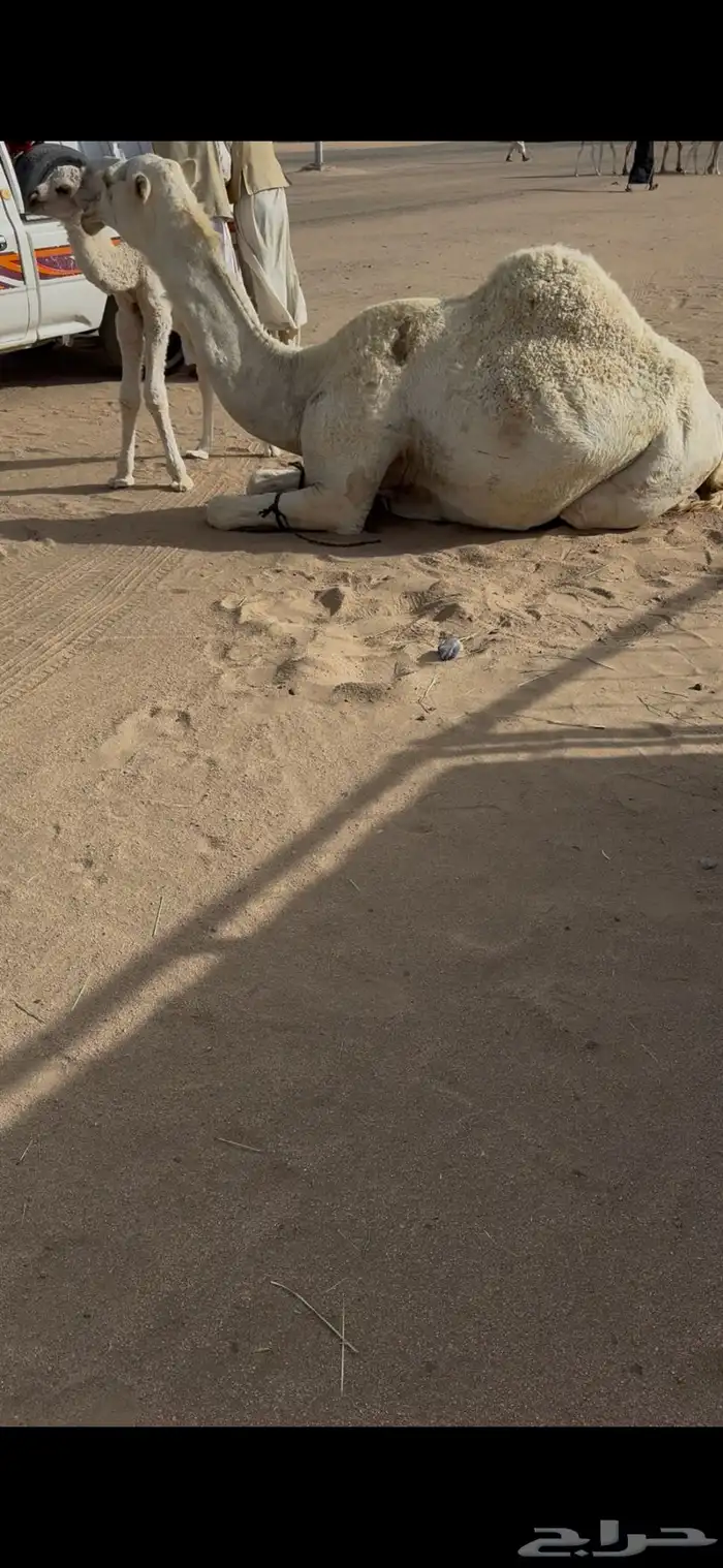 خلفه وضحا حليبها سطل وهديه وع جميع الشروط 17