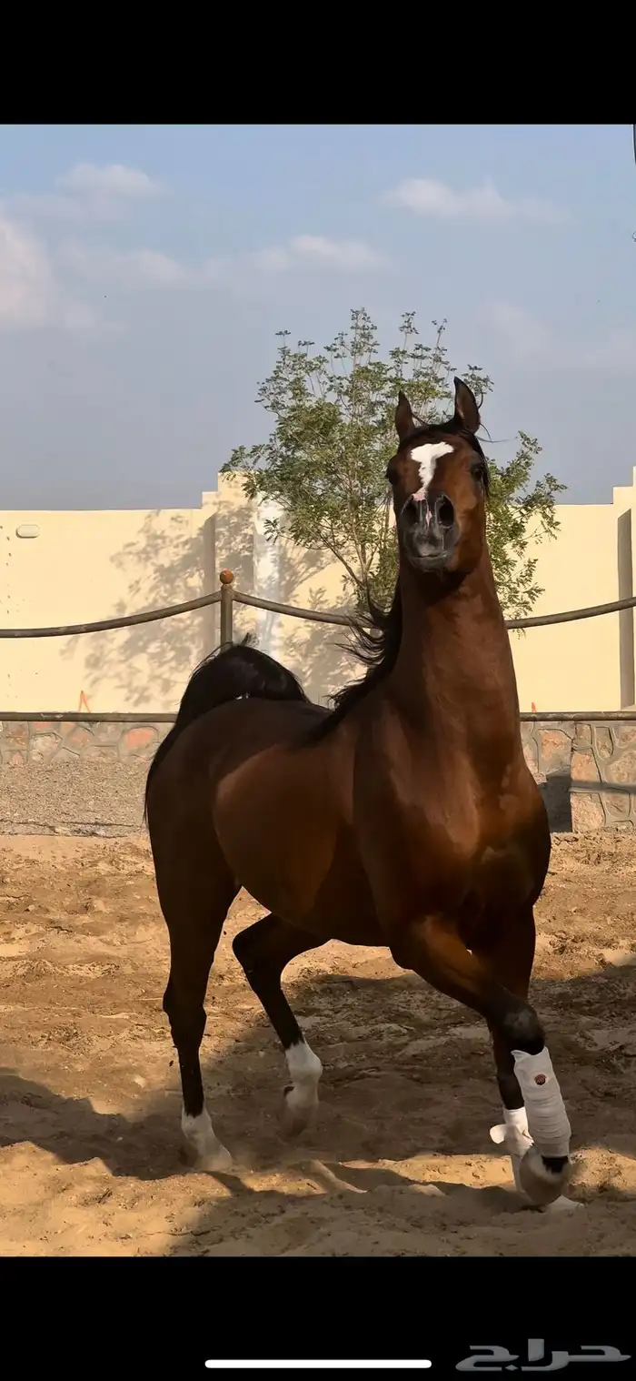 فحل مربط بسعر سوق 1