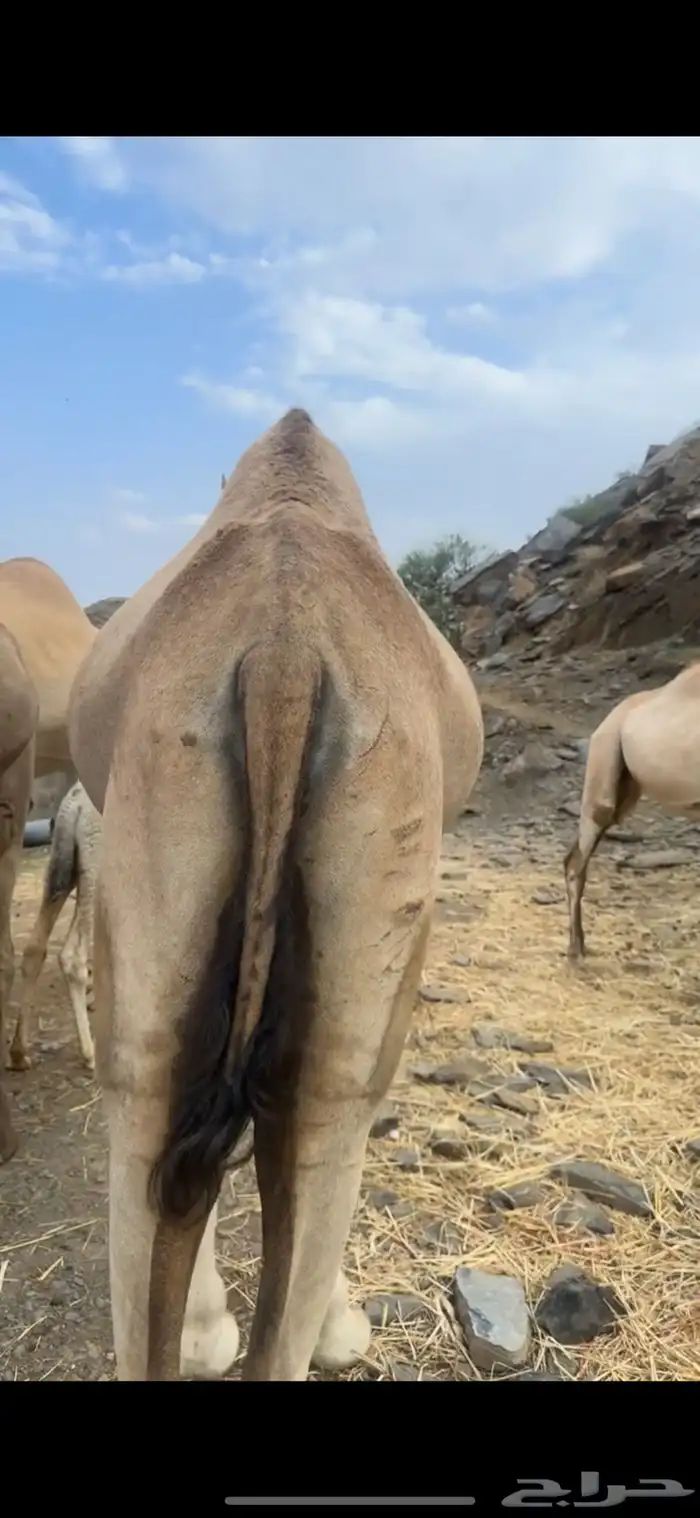 ناقة (عوادي) 1