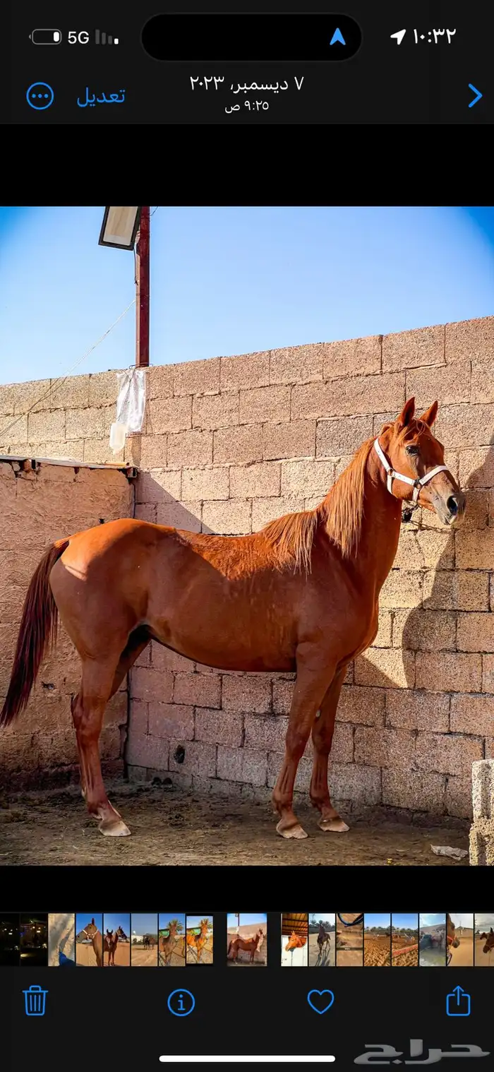 فرس واهو فرنسي 5