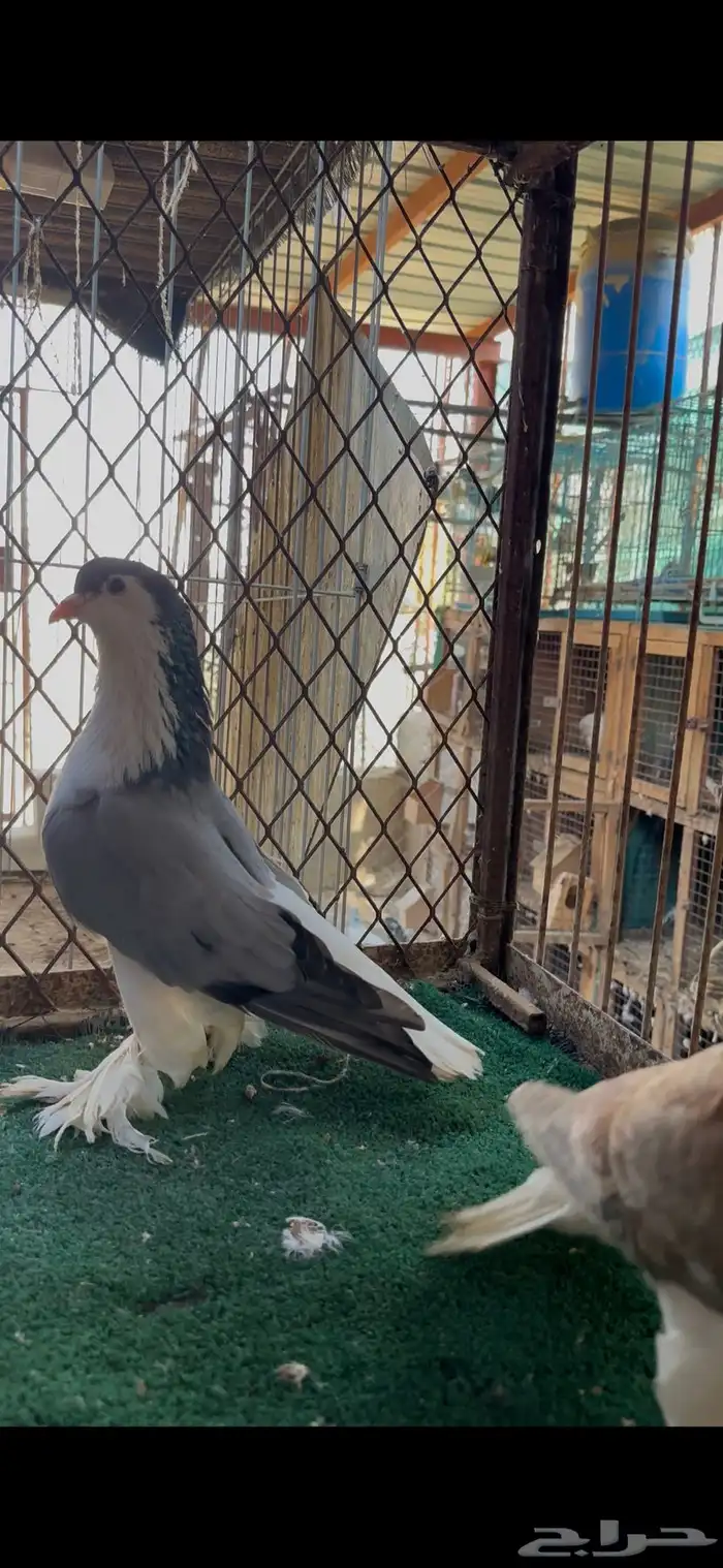 زوج شيرازي 2