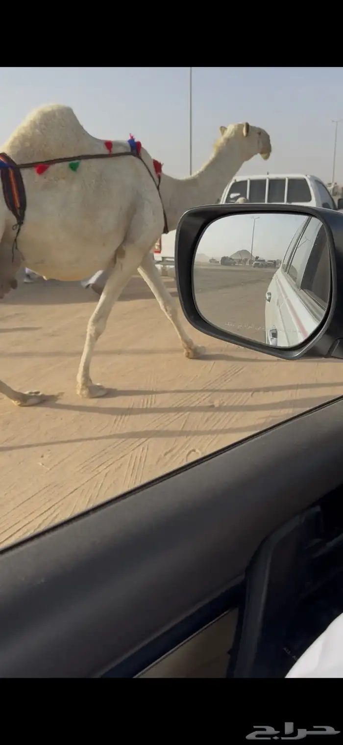 خلفه وضحا حليبها سطل وهديه وع جميع الشروط 1