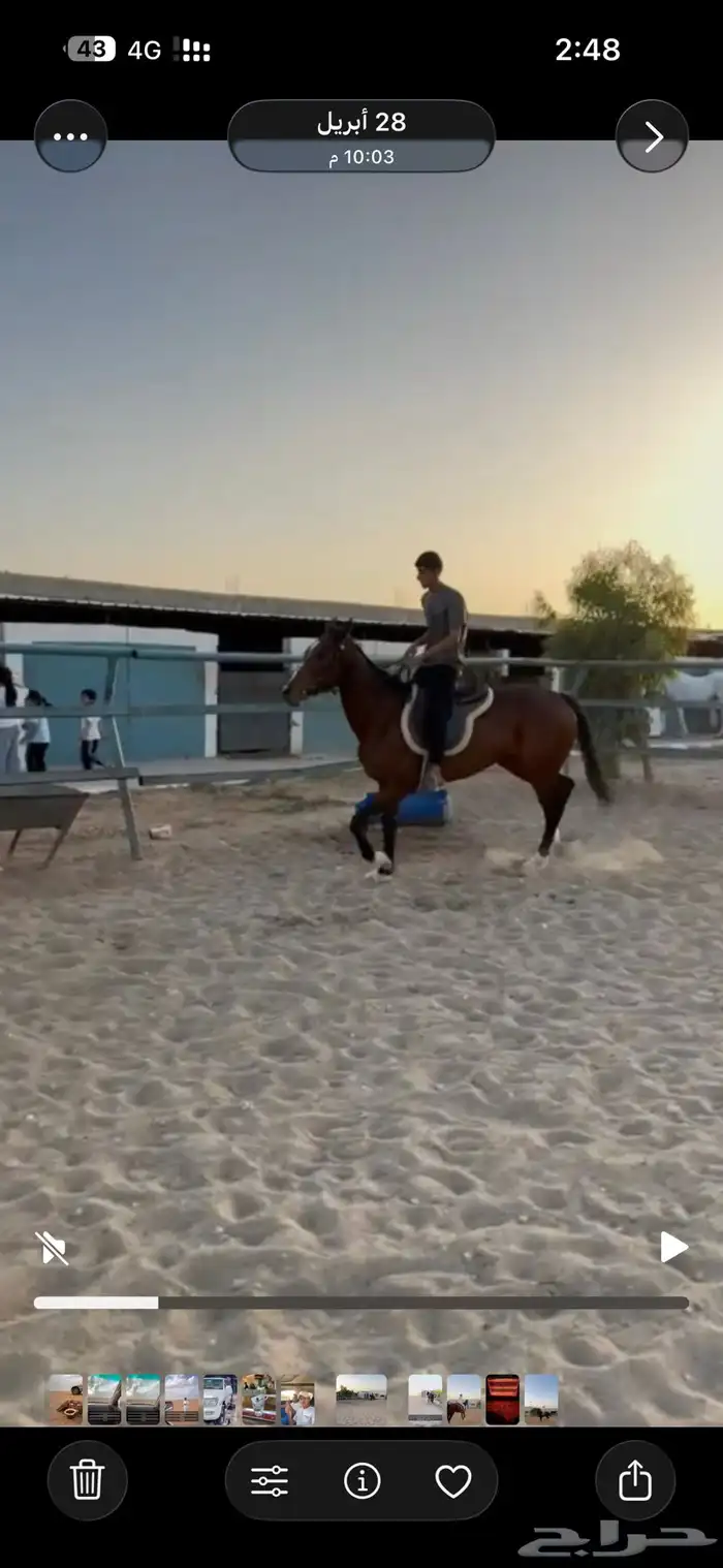 فرس للبيع هاديه وتصلح للاطفال وللنياق 5