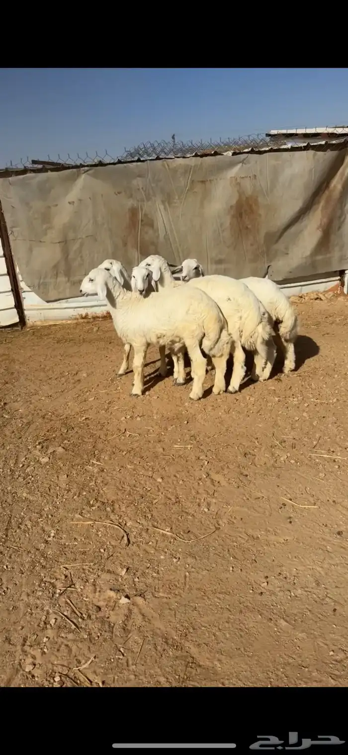 للبيع خمس حريات هرفي فااخر 2