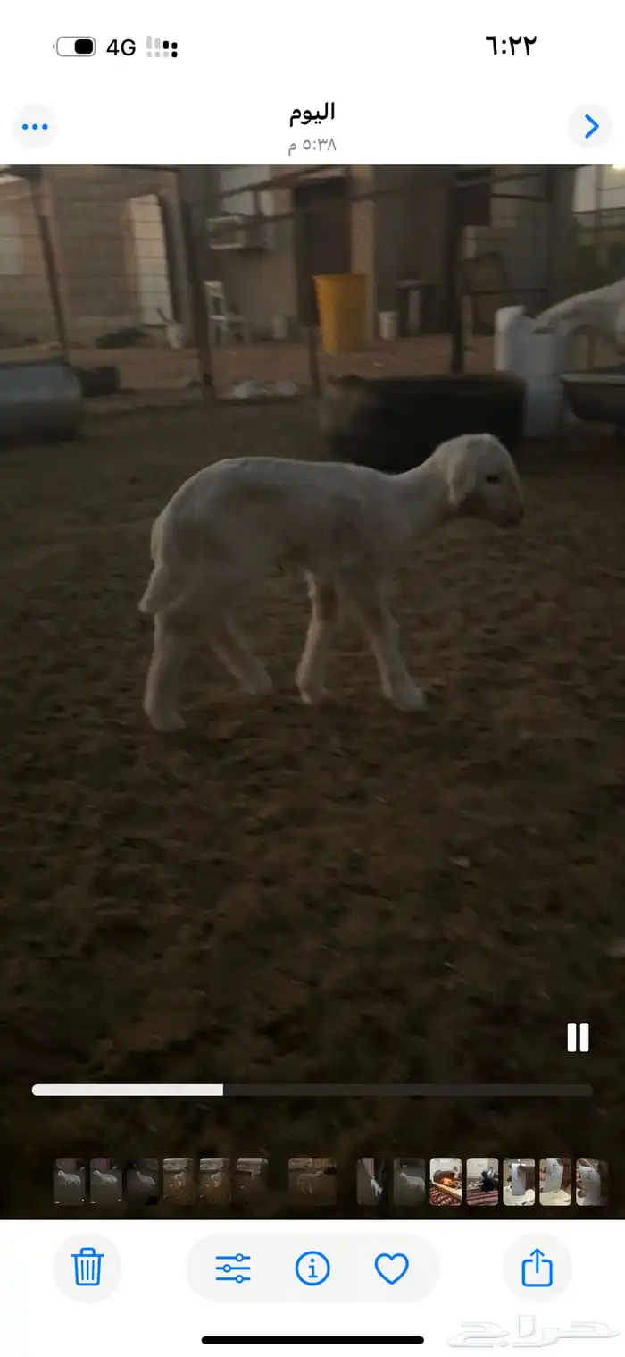 للبيع رفيديه والد 2