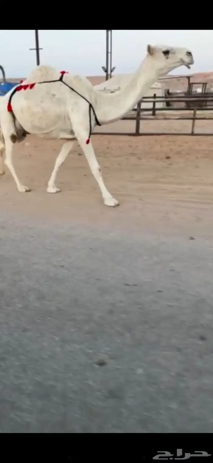 عشراء بايع ولدها هديه ومنتج 0