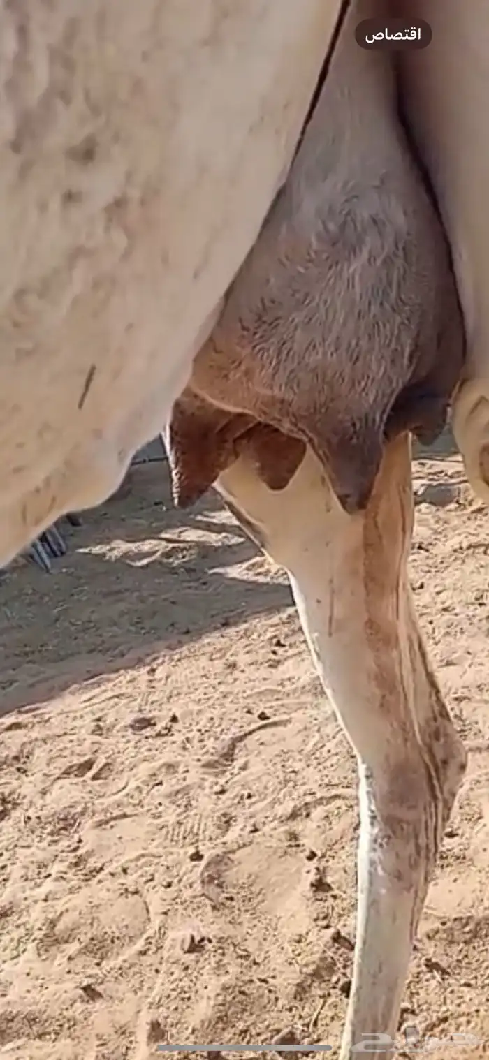 عشراء بايع ولدها هديه ومنتج 1