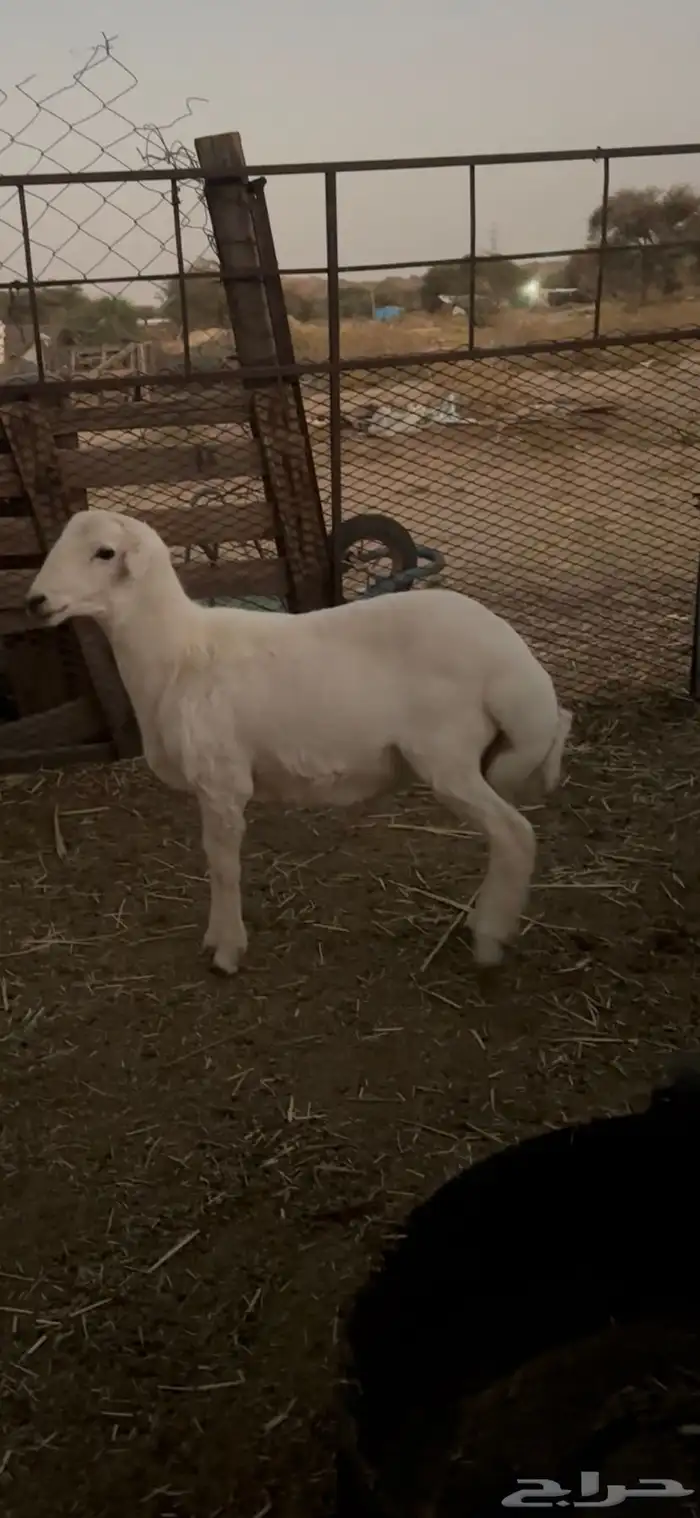 طلي حري كفو 1