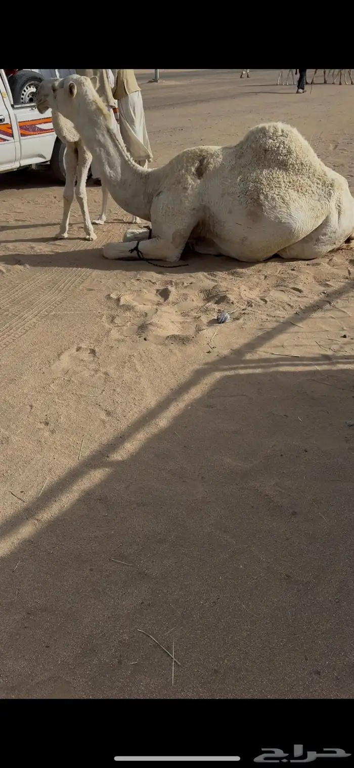 خلفه وضحا حليبها سطل وهديه وع جميع الشروط 8