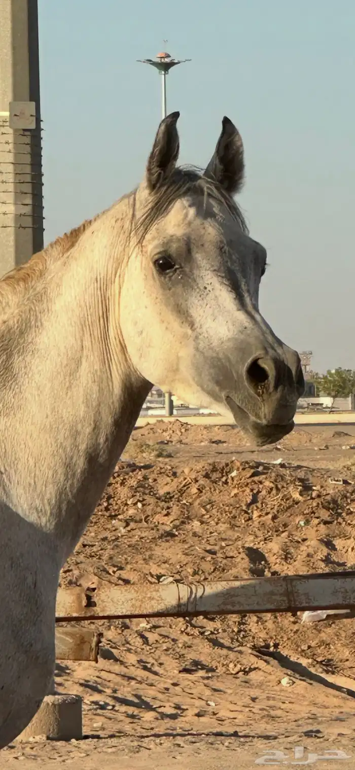 حصان مكس جمال تشبيه لوجه الله 3