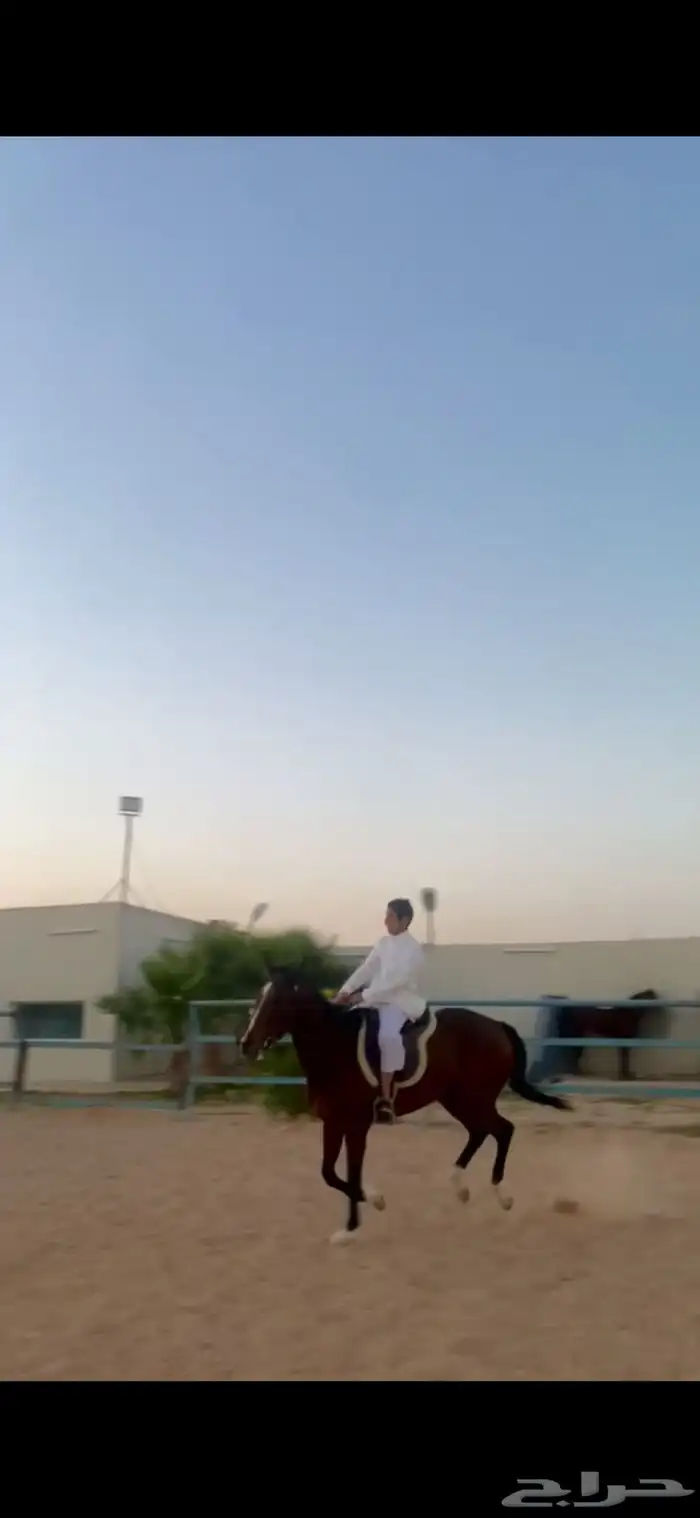 فرس للبيع هاديه وتصلح للاطفال وللنياق 3