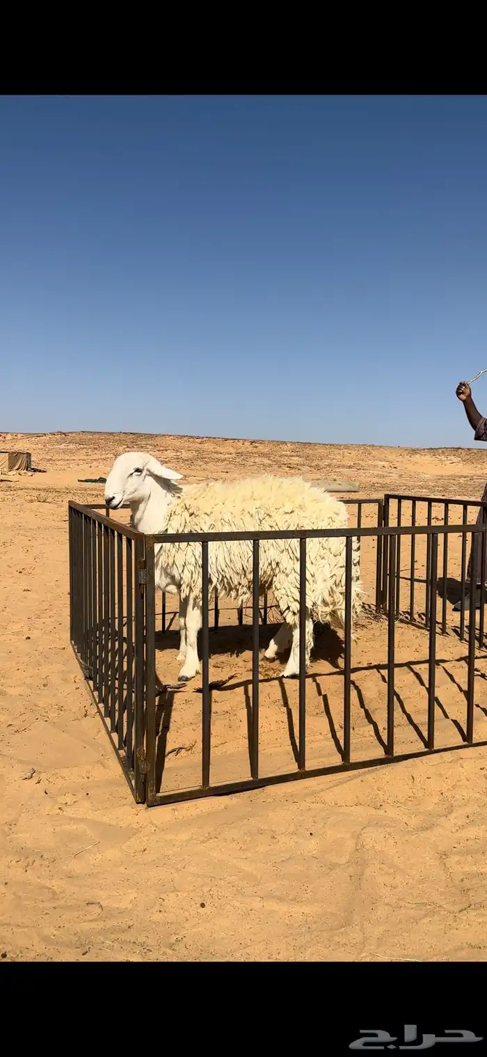 خروف حري صنف مشروط 4