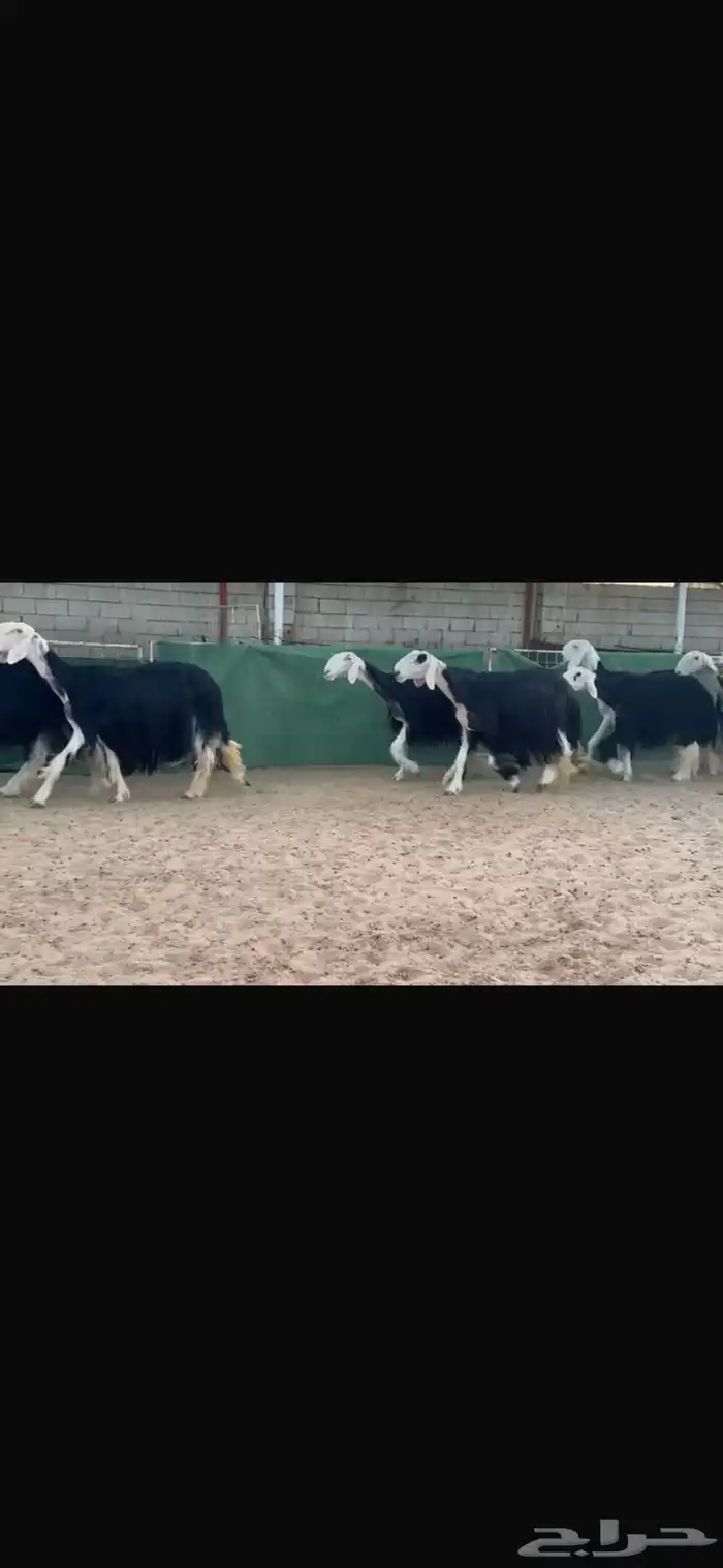 عرض بيع شياه نجد فواخر 2
