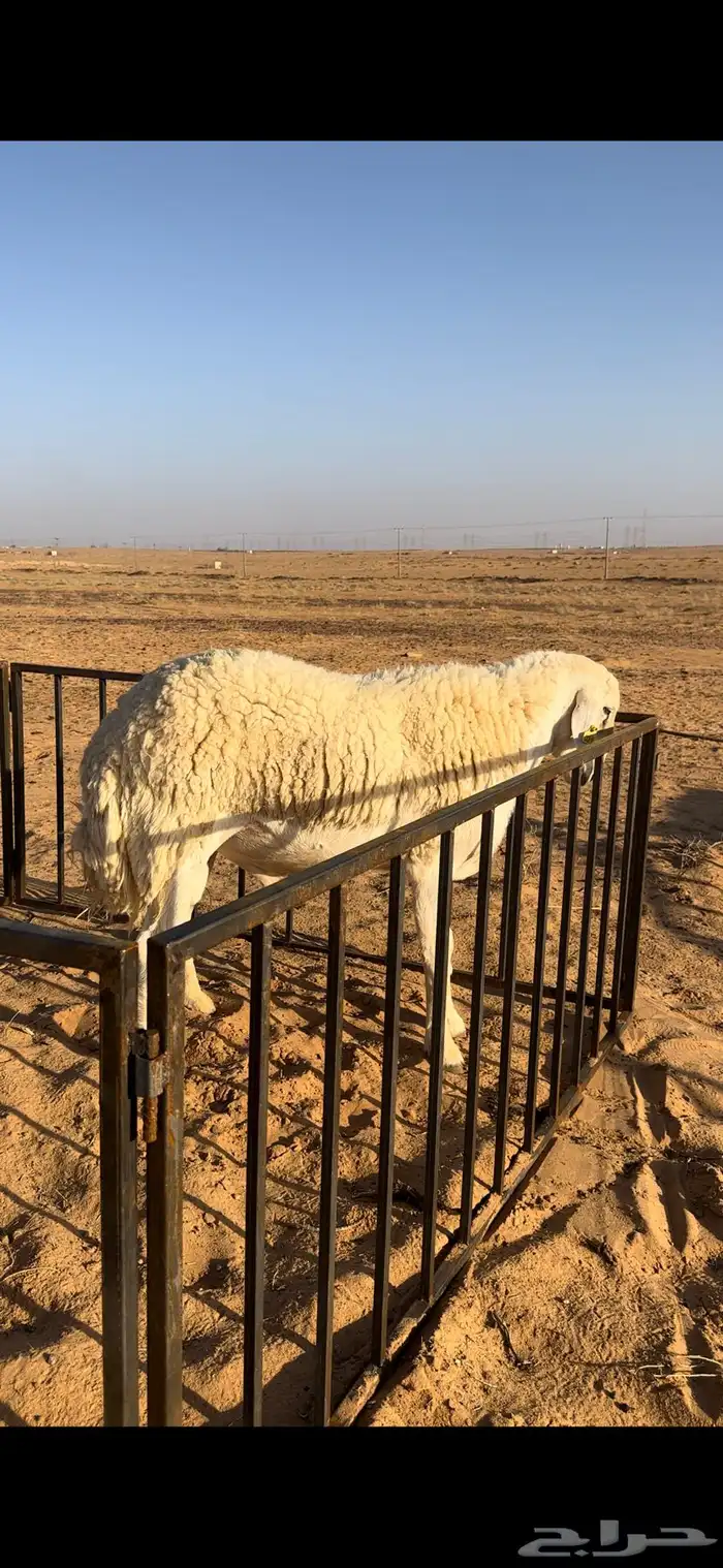 خروف حري صنف ثني مشروط 1