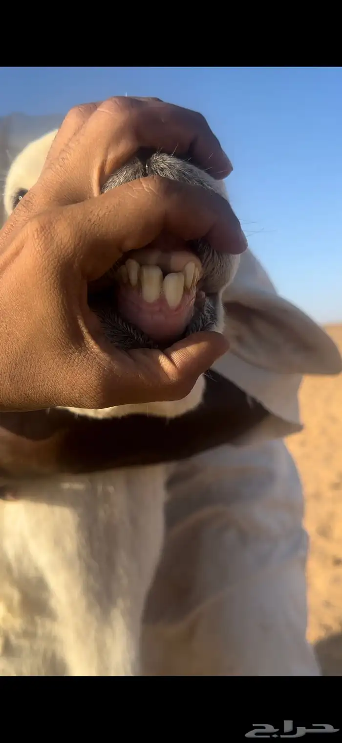 خروف حري صنف ثني مشروط 2