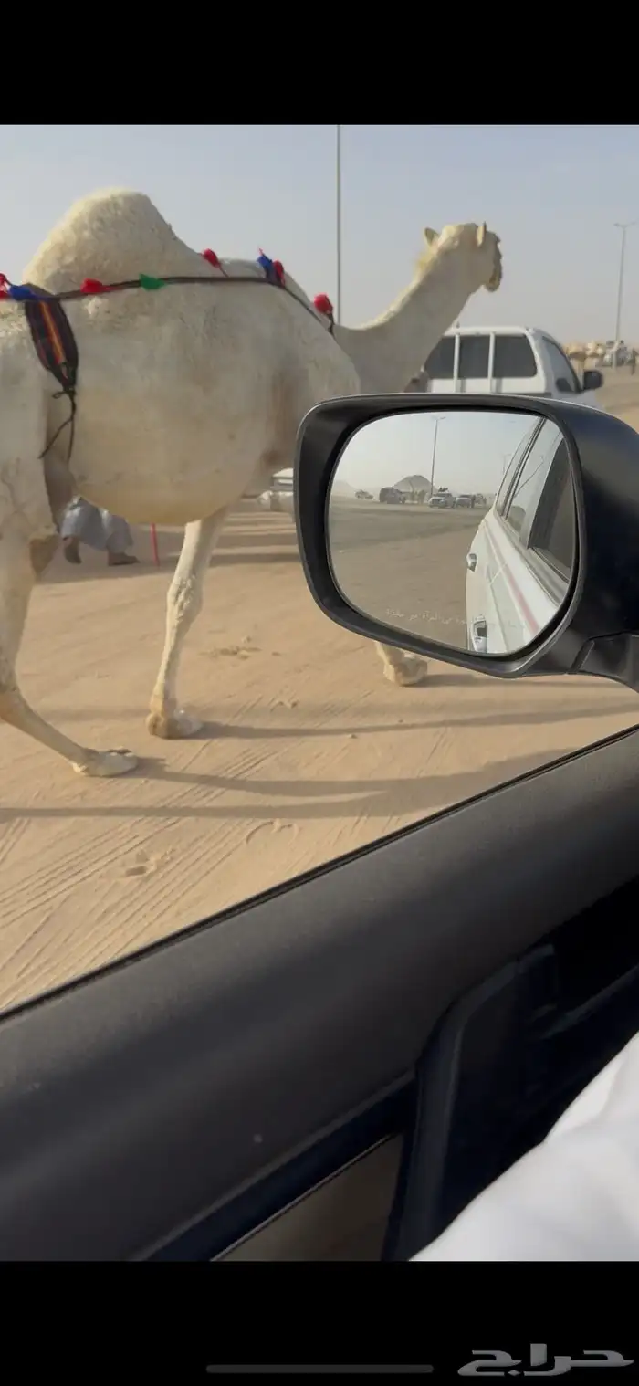 خلفه وضحا حليبها سطل وهديه وع جميع الشروط 2