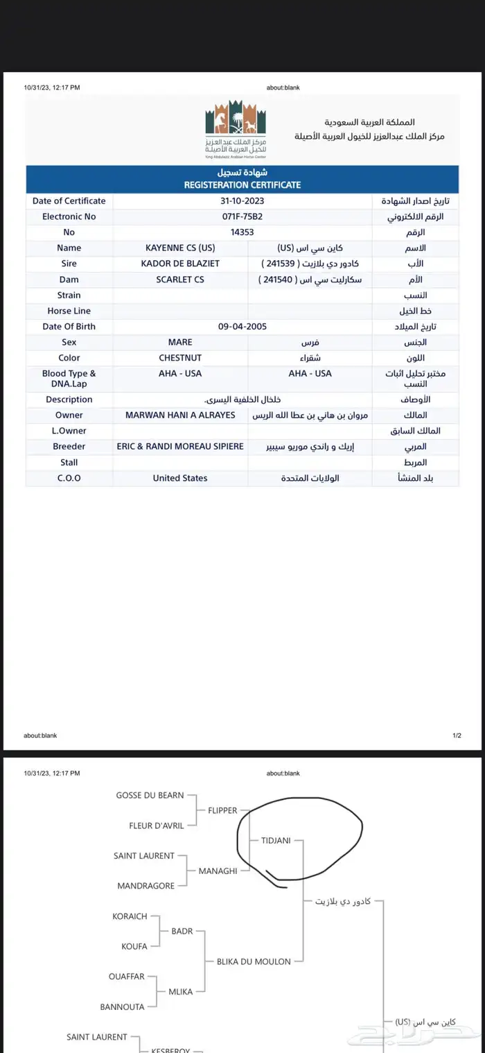 فرس واهو فرنسي 7