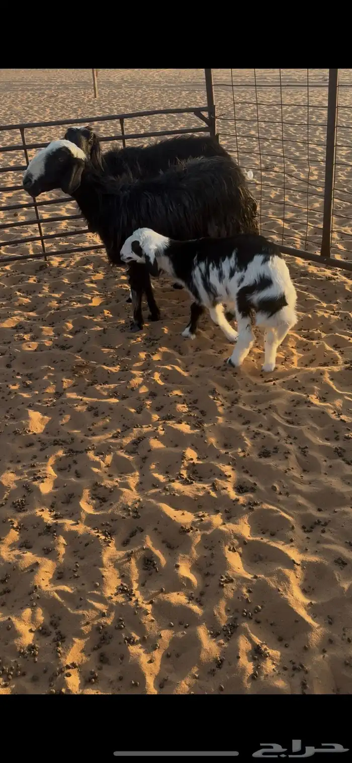 نجد متابيع 6