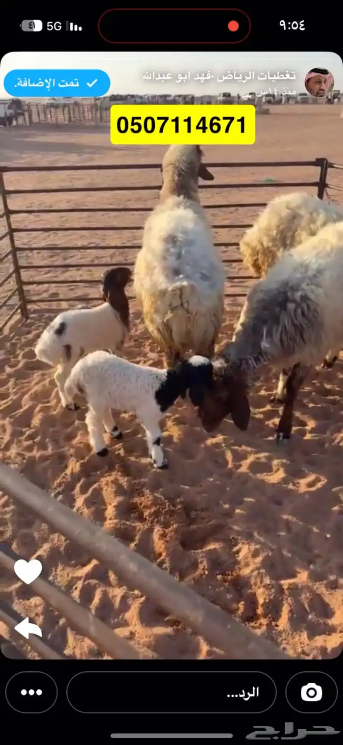 رغايث نعيم 1