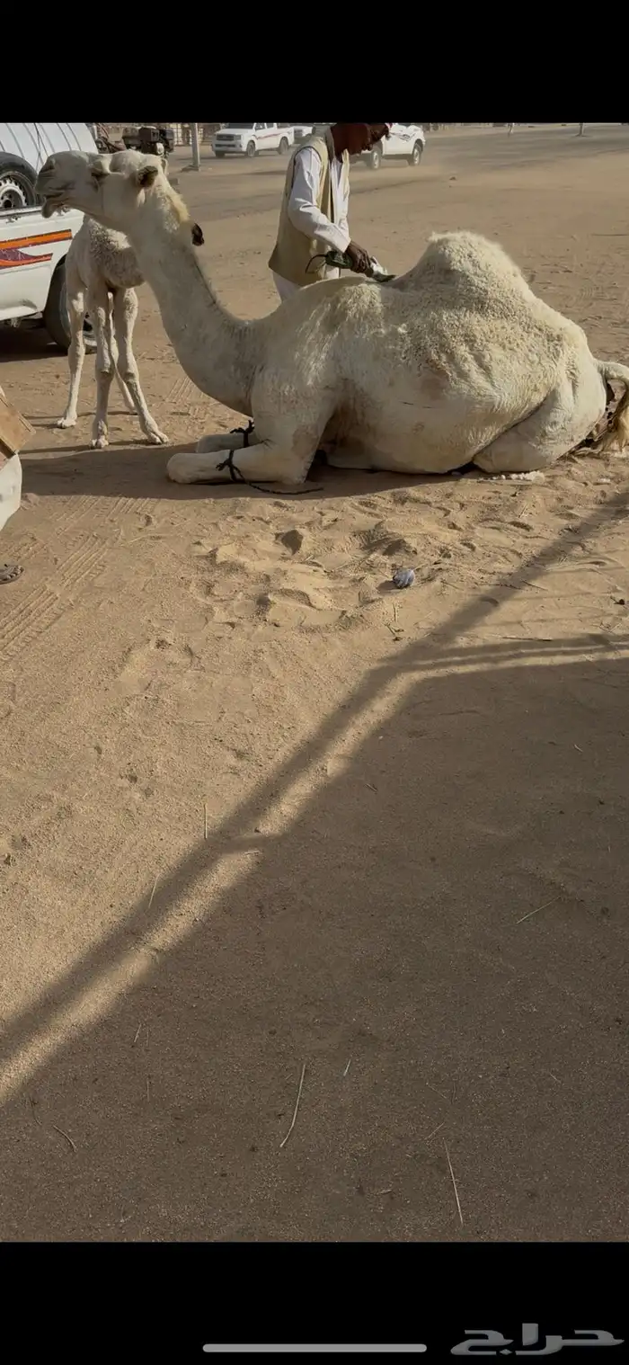 خلفه وضحا حليبها سطل وهديه وع جميع الشروط 9