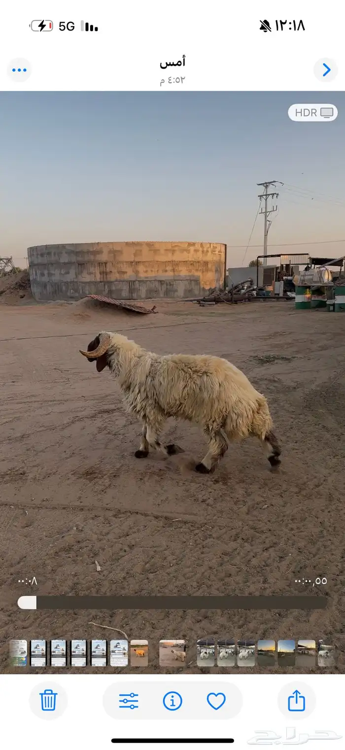 فحل نعيمي صنف 3