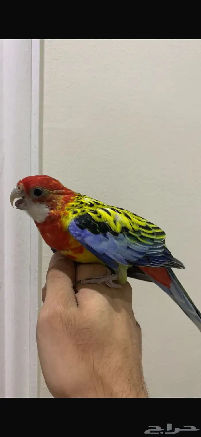 طير روزيلا تم البيع تم البيع 1