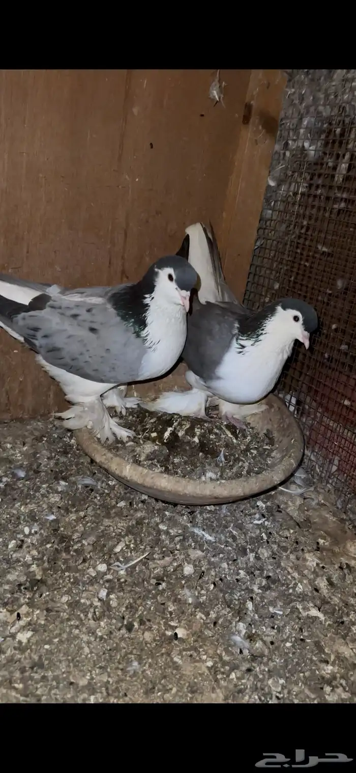 زوج شيرازي 3