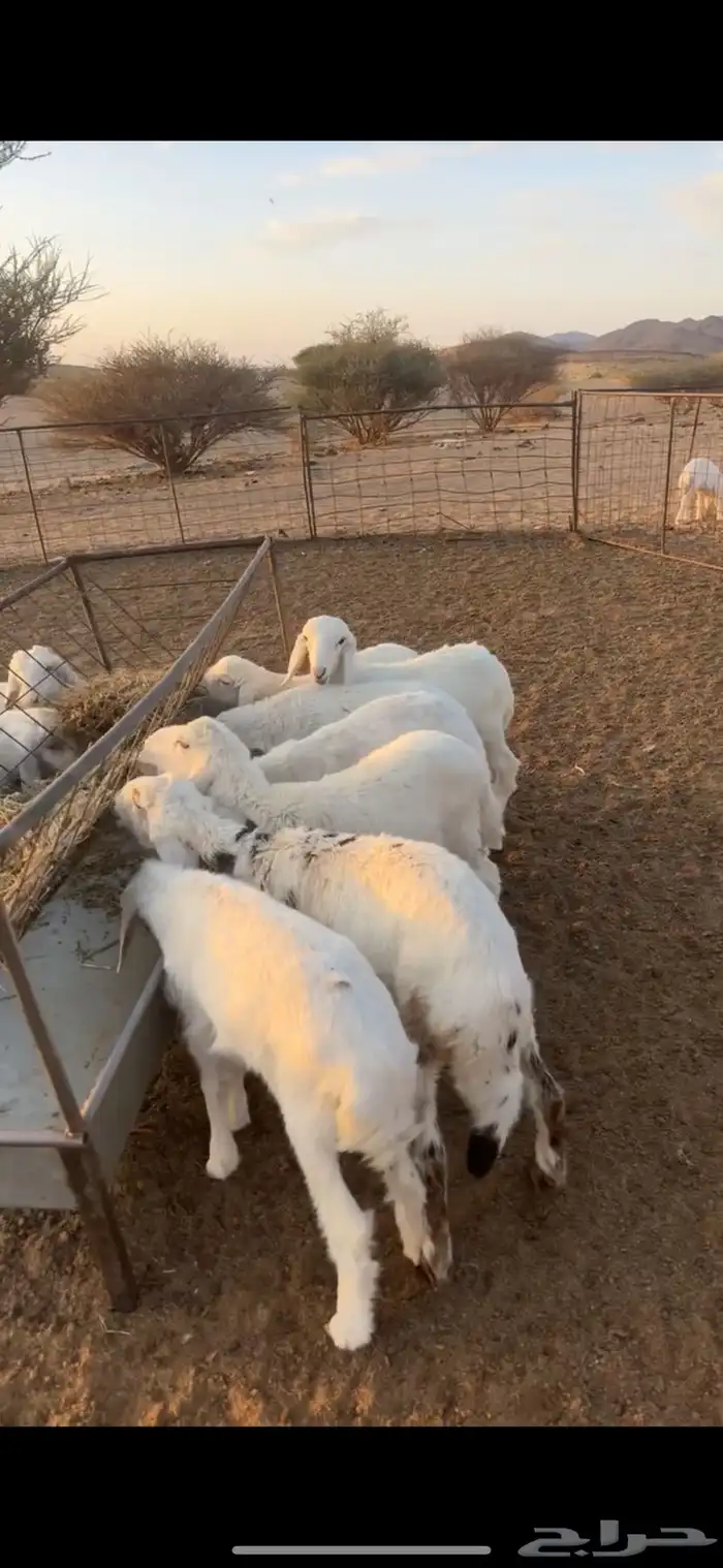 بهم حري السوم 900 0